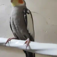 عروس هلندی نر8ماهه سخنگو