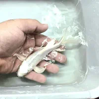 ماهی کوی پلاتینیوم باله بلند|ماهی|پرند, فاز ۳|دیوار