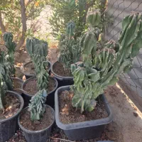 کاکتوس صخره‌ای بافت درشت|گل و گیاه طبیعی|اهواز, حصیرآباد|دیوار
