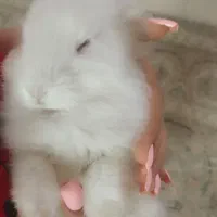 خرگوش پسر دو ماهه دستی دستی