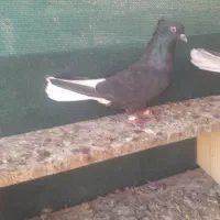 اشعل ماده|پرنده|کارون, |دیوار