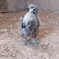 انگشترهم‌معاوضع