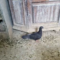 کبوتر مسافتی|پرنده|تهران, مسگرآباد|دیوار