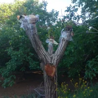 شخم زدن وهرس درختان میوه پیوند درختان گردو