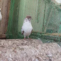 کبوترپروازی|پرنده|رودسر, |دیوار