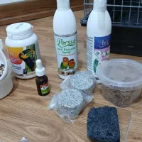 چهار عدد عروس هلندی|پرنده|تهران, شهرک آسمان|دیوار