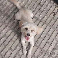 سگ باهوش نر