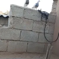 دو عدد طوقی‌