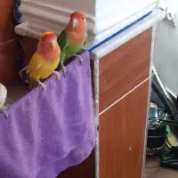 کوتوله بریزیلی نرو ماده