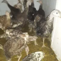 بوقلمون‌برنزوبوربون‌محلی|حیوانات مزرعه|ورامین, ورامین|دیوار