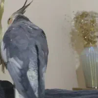 مژدگانی ۳ ملیون عروس هلندی گمشده