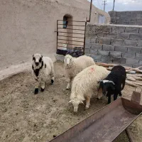 بره نر و چاق