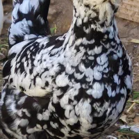 فروش تخم نطفه داره گلین پنگوئنی