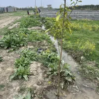 زمین 250 متری|فروش زمین و ملک کلنگی|گرگان, |دیوار
