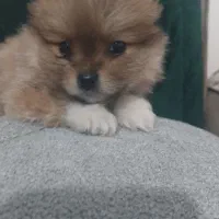 توله پامر|سگ|ماکو, |دیوار