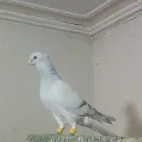 دم‌سفید شامی هفت رنگ|پرنده|مشهد, نوید|دیوار