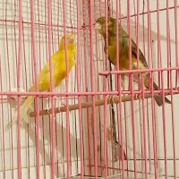 قناری مست مولد وتکی|پرنده|دهلران, |دیوار