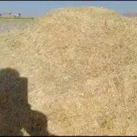 کاه گندم دیمی