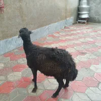 فروش گوسفند گیج