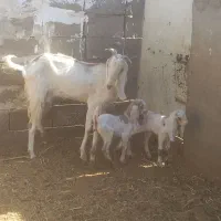 بز دورگ سانن شیرا|حیوانات مزرعه|طبس, |دیوار