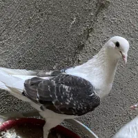 سه عدد کبوتر