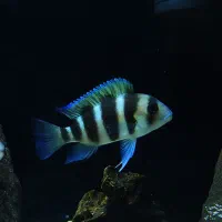 ۲ عدد فرانتوزا