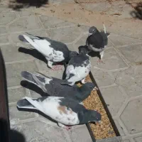 شهری قهوه ای|پرنده|کوار, |دیوار