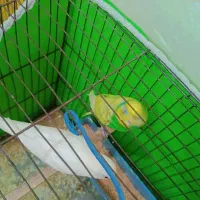 مرغ عشق|پرنده|آبادان, |دیوار