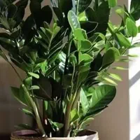 نگهدار گل اپارتمانی