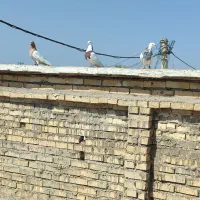 ۱۷عددرنگی دوری|پرنده|شوشتر, |دیوار
