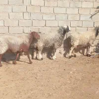 سه راس میش درجه یک|حیوانات مزرعه|جهرم, |دیوار