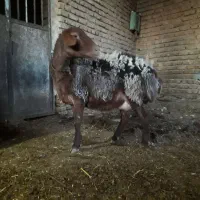 میش ملت(تازه زا وبره مرده)