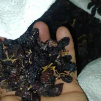 کشمش خوراکی و ضایعات|خوردنی و آشامیدنی|زرندیه, |دیوار