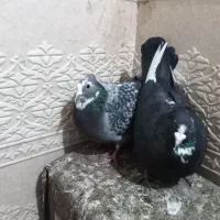 نرماده پلنگ