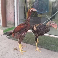 خروس لاری|حیوانات مزرعه|رشت, لاکان|دیوار