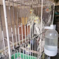 عروس هلندی مرغ عشق