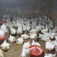 مرغ زنده گوشتی یا   کشتی شهر فارسان|حیوانات مزرعه|فارسان, |دیوار