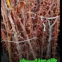 فروش نهال زودبازده با تضمین اصالت|خدمات باغبانی و درختکاری|گلستان (تهران), |دیوار