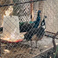 فروش یک جفت طاووس