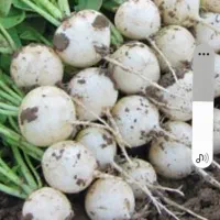 ترپ سفیدو سیاه و شلغم و اوشینی|خوردنی و آشامیدنی|شاهین دژ, |دیوار