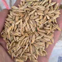 جو محلی پاک درجه یک