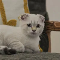 گربه اسکاتیش فولد