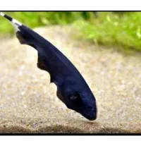 همه نوع ماهی زینتی(میانرود)