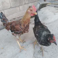 فروش