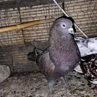 کبوتر ساعت بالا|پرنده|سیرجان, |دیوار