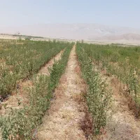 نهالستان سبز بینالود سرولایت