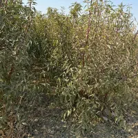 نهال بادام دیررس باغی|خدمات باغبانی و درختکاری|فریدونشهر, |دیوار