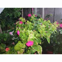 نظافت پرندگان و منزل|استخدام سرایداری و نظافت|تهران, جنتآباد مرکزی|دیوار