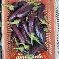 بادمجون درجه یک چین امروز