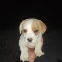 سگ داشهوند.سوسیسی.نژاد خالص واصیل